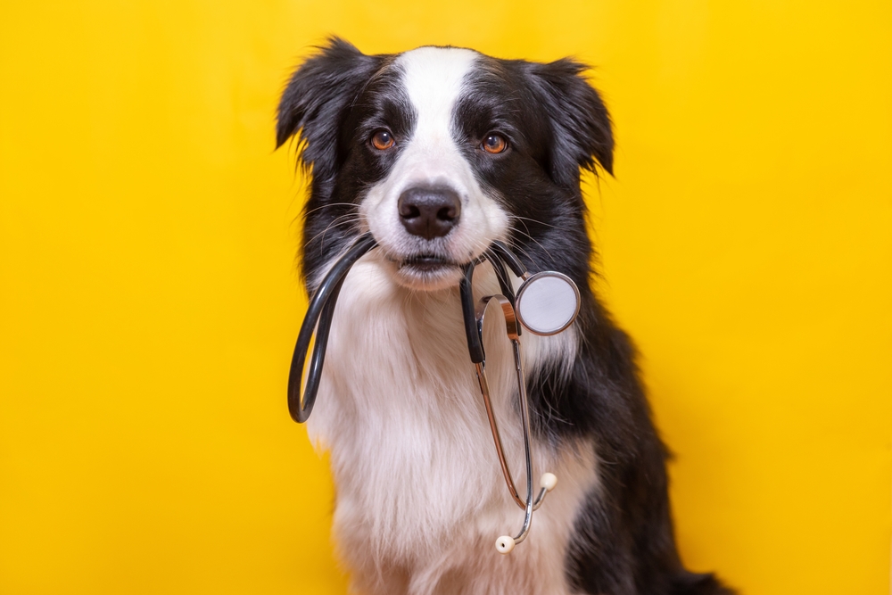 Walmart adds pet telehealth benefit for Walmart+ members